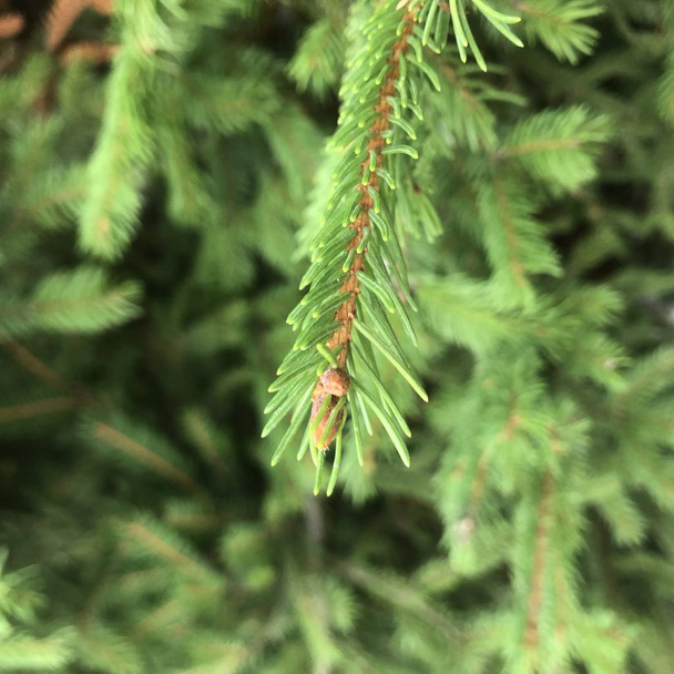 Sfondo di rami verdi dell'albero di Natale. Macro foto
 - Foto, immagini