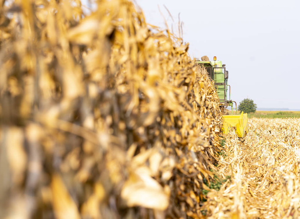 Harvesting of corn field with combine - Photo, Image