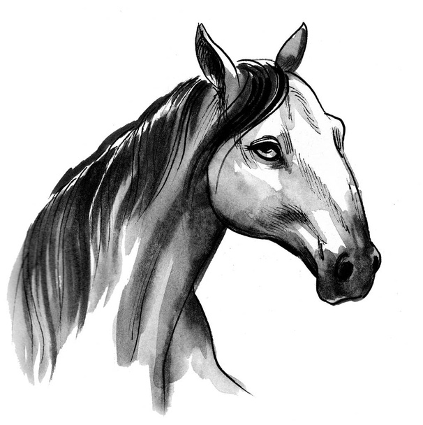 Cabeza de caballo. Dibujo de tinta y acuarela
 - Foto, Imagen