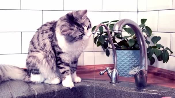 Cute cat drinking water from the tap on the kitchen - Footage, Video