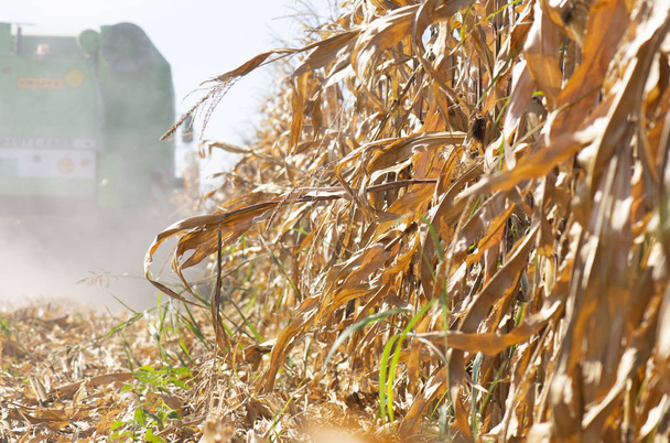 Harvesting of corn field with combine - Photo, Image