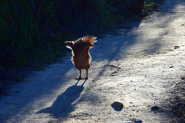 Encounter with a Weka in the Abel Tasman National Park, New Zealand. - 写真・画像