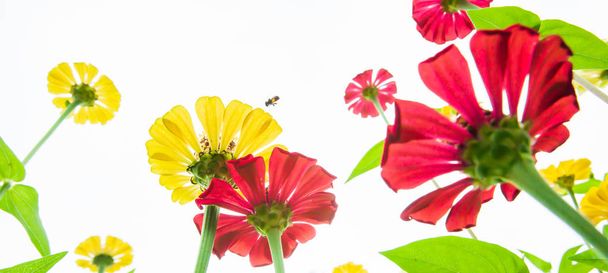 Virágzó virágok és mézelő méhek virágport gyűjtenek sárga virágon. - Fotó, kép