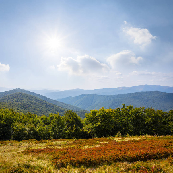 summer mountain scene, mountain valley with forest umder a sparkle sun - Fotó, kép