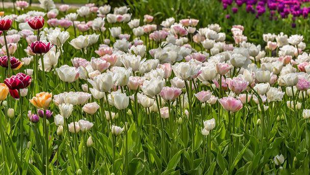 Festival de tulipes à Saint-Pétersbourg dans le parc public sur Elagin est
 - Photo, image