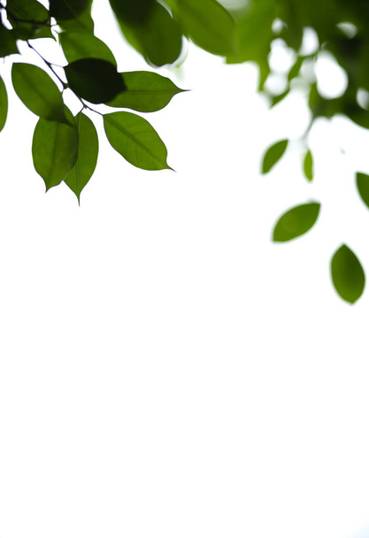 Close up van de natuur uitzicht groen blad op witte geïsoleerde achtergrond - Foto, afbeelding