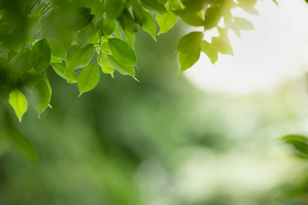Bliska natura widok zielony liść na niewyraźne zieleni oświetlenie tła - Zdjęcie, obraz