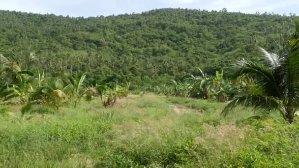 Яркая зеленая банановая плантация и кокосовая пальма в солнечный день в Таиланде. Типичный ландшафт Таиланда. Традиционное сельское хозяйство Азии. Яркий сочный экзотический фон тропических листьев - Кадры, видео