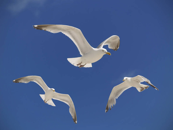 Três gaivotas pairam sobre uma praia no céu de verão
 - Foto, Imagem