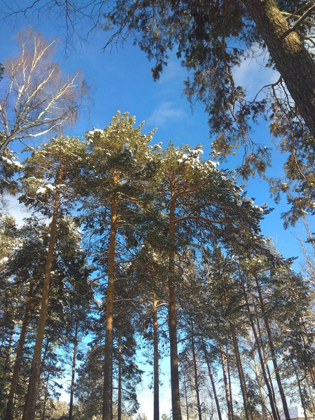Winter forest. Pines, firs, birches against the blue sky. Natural background. Photo of a winter snow-covered forest. Natural background. - Foto, afbeelding