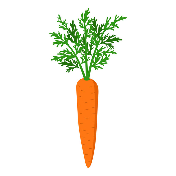 Векторна розтяжка моркви на білому тлі. Ізольовані
. - Вектор, зображення