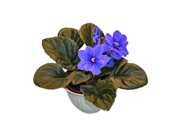 Blue Saintpaulia flowers or African violets close up, isolated o - Photo, Image