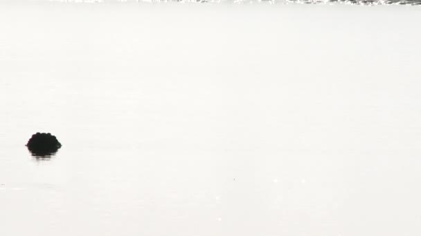 Μεγάλος λευκός ερωδιός περπατά μέσα από το πλαίσιο βρίσκοντας ένα σνακ στο νερό κατά μήκος του τρόπου. - Πλάνα, βίντεο