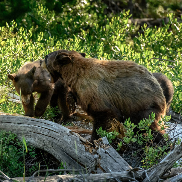 Mère ours grogne et swats à ourson
 - Photo, image