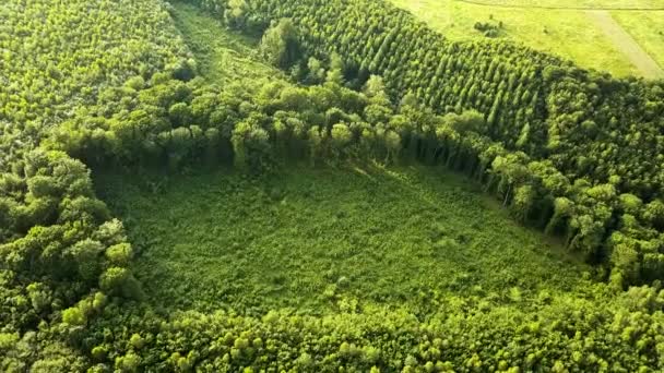 Vista aérea de cima para baixo da floresta verde de verão com grande área de árvores cortadas como resultado da indústria global de desmatamento. Influência humana nociva na ecologia mundial. - Filmagem, Vídeo