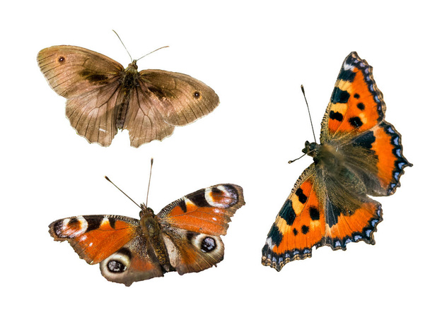 Πεταλούδες απομονωμένη εικόνα πίνακα - Φωτογραφία, εικόνα