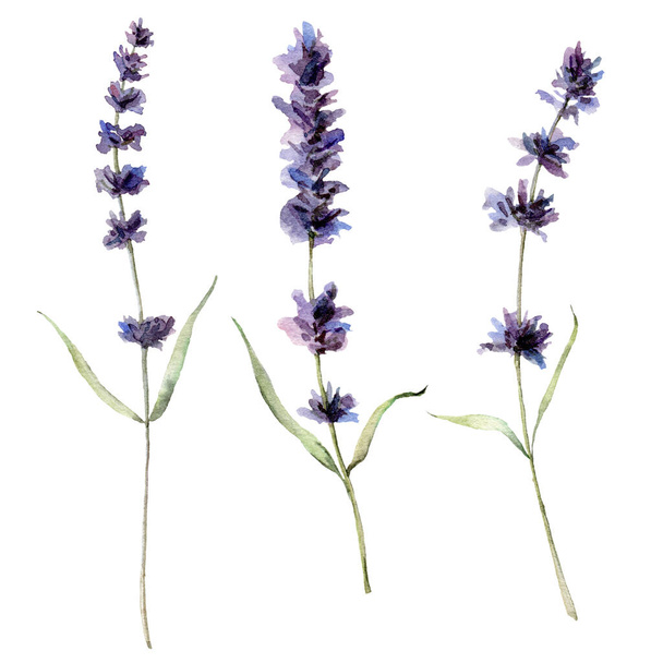 Aquarell Lavendel. handbemalte violette Blüten mit Blättern und Zweigen auf weißem Hintergrund. Federzeichnung für Design, Druck, Stoff oder Hintergrund. Feiertag. - Foto, Bild