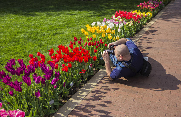 May 2, 2019, Pella, Iowa, USA. male photographer taking a picture of red tulip flowers laying on the path - Foto, Imagem