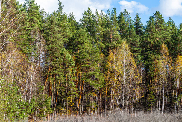 Autumn trees landscape - Фото, зображення