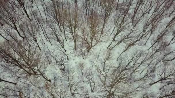 Luftaufnahme des kahlen Winterwaldes. - Filmmaterial, Video