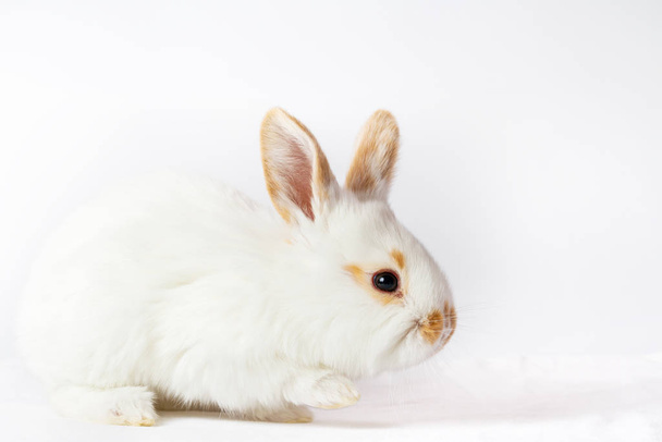cheerful cute rabbit on a white background - Photo, Image