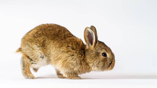 graues Kaninchen läuft auf weißem Hintergrund - Foto, Bild