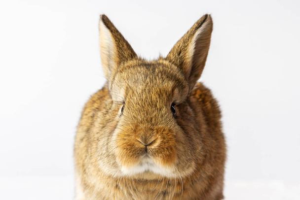gray rabbit with a cute face close-up - Photo, Image