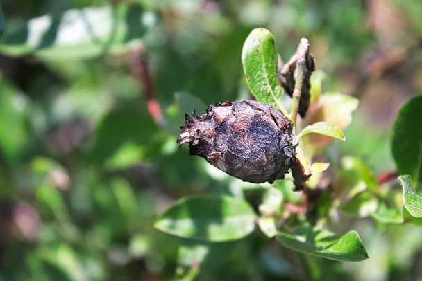 Closeup of a Pine Cone Midget Gall on a Willow - Photo, Image