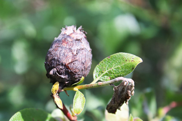 Closeup of a Pine Cone Midget Gall on a Willow - Photo, Image