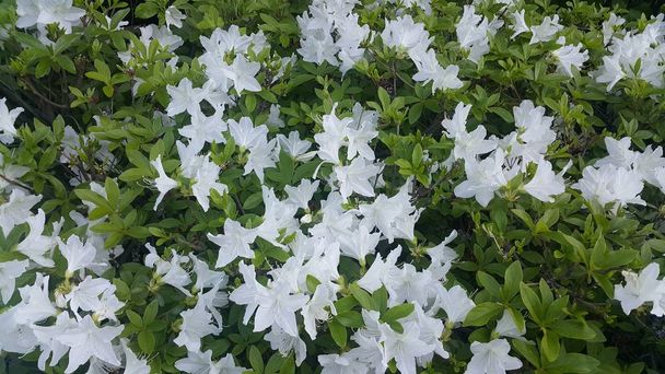 Κοντά σε ένα υπέροχο φρέσκο λευκό λουλούδι με πράσινα φύλλα - Φωτογραφία, εικόνα