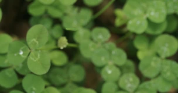 Panning across a field of clovers stopping on a lucky four leaf clover. Shamrock shape for lucky charm or St. Patrick's Day. - Video, Çekim
