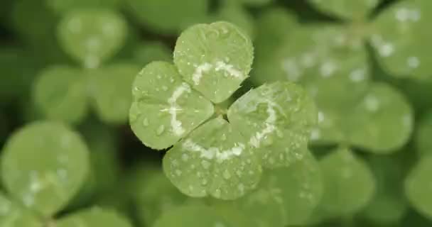 Lucky four leaf clover in a field of clovers. Shamrock shape lucky charm or St. Patrick's Day. - Footage, Video