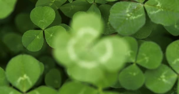 Slowly focusing on a lucky four leaf clover. Shamrock shape for lucky charm or St. Patrick's Day. - 映像、動画