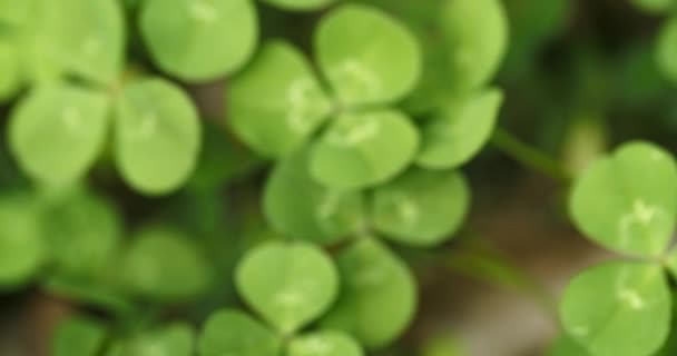 Panning across a field of clovers , finding, and picking a lucky four leaf clover. Shamrock shape for lucky charm or St. Patrick's Day. - Video, Çekim