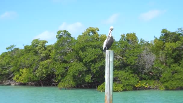 Pelican zit op houten palen in het binnenste kustwater - Video