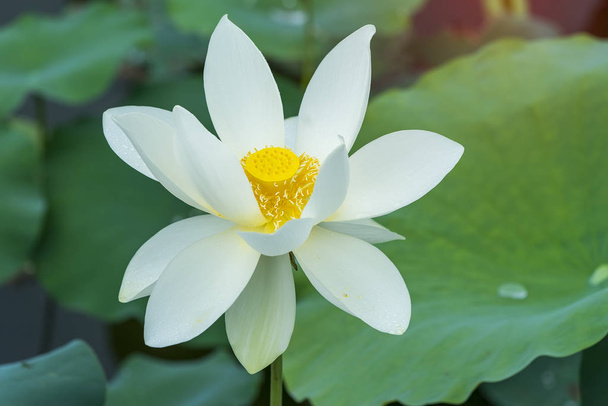 fleur de lotus blanc dans l'étang - Photo, image