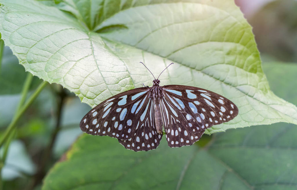 Close-up vlinder op bloem in tuin; - Foto, afbeelding