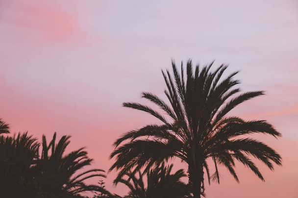 Palm tree silhouettes against colorful sunset sky - Zdjęcie, obraz