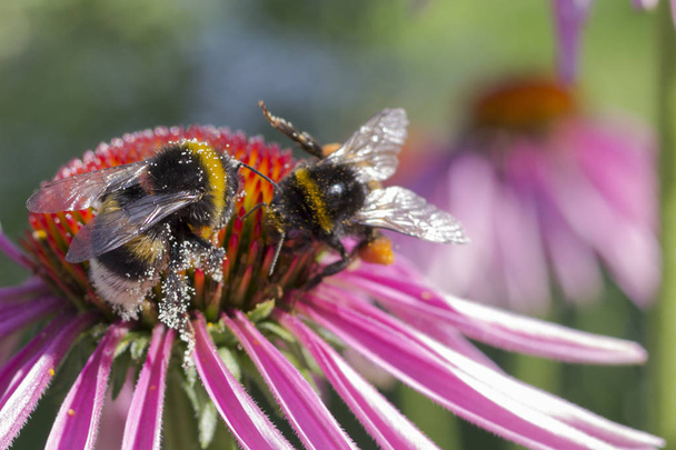 dois Bumble abelha coletando pólen de flor vermelha
 - Foto, Imagem