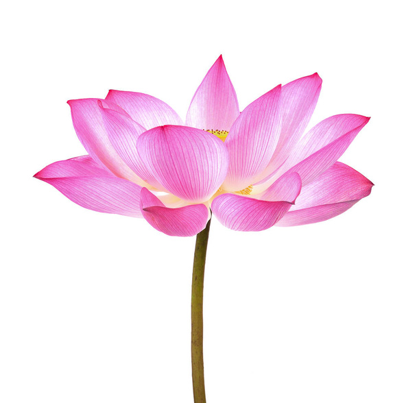 lotus flower on white background - Fotoğraf, Görsel