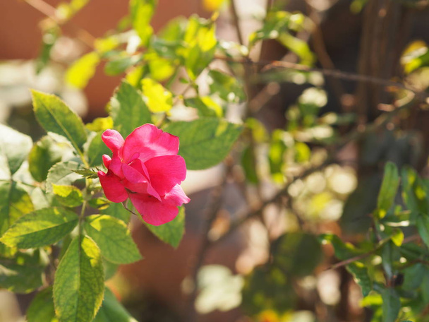 Červená růže květinové aranžmá Krásná kytice na rozmazané přírody pozadí symbol láska Valentýna  - Fotografie, Obrázek
