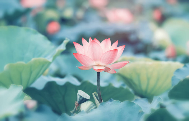 plantas de flor de loto con hojas verdes en el lago
 - Foto, imagen
