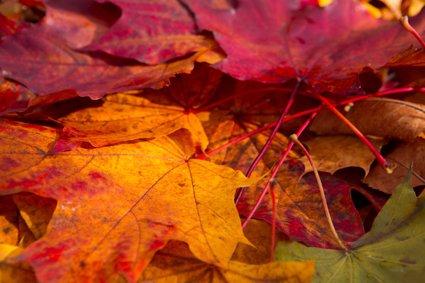 Colorful and bright background made of fallen autumn leaves - Фото, зображення
