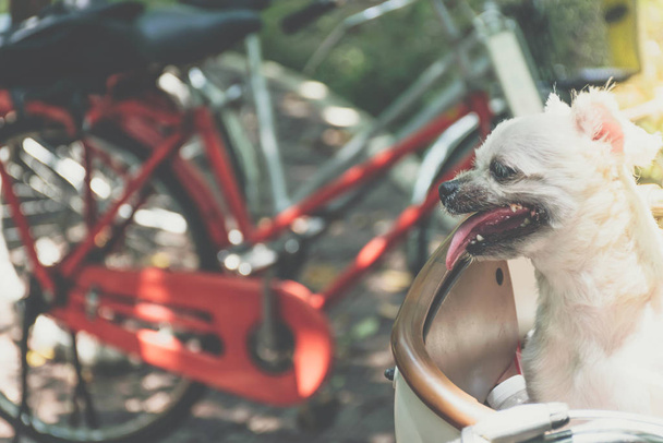 Koira niin söpö polkupyörän kori odottaa matkustaa
 - Valokuva, kuva