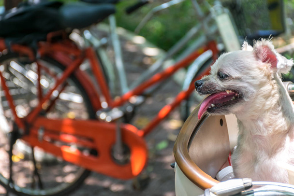 Koira niin söpö polkupyörän kori odottaa matkustaa
 - Valokuva, kuva