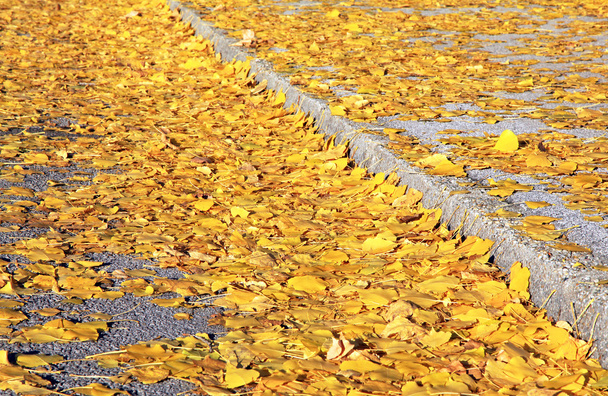 őszi levelek a járdán - Fotó, kép