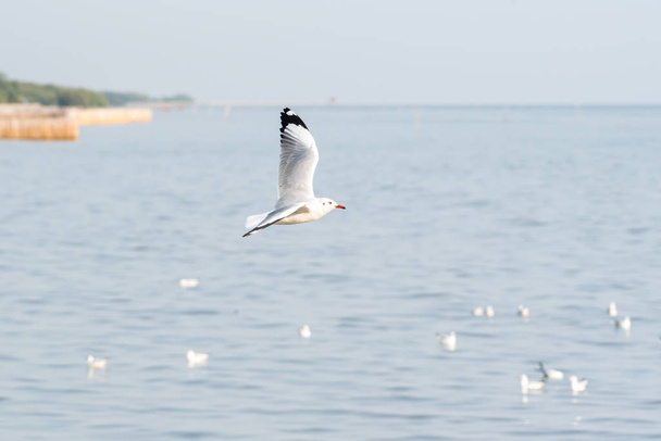 Πουλί (γλάροι) που πετούν στον ουρανό σε μια θάλασσα της φύσης - Φωτογραφία, εικόνα