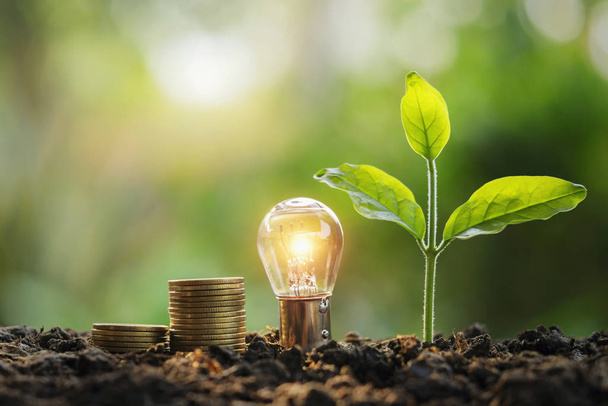 lightbulb money stack and young plant in nature. idea saving ene - Fotó, kép