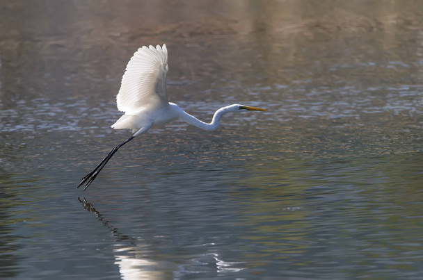 White Egret on a lagoon - Photo, Image