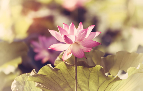 Blühender Lotus oder Seerosenblume im Teich - Foto, Bild